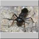 Priocnemis melanosoma - Wegwespe m03c 6mm OS-Wallenhorst-Tongrube-Lehmwiese-det.jpg